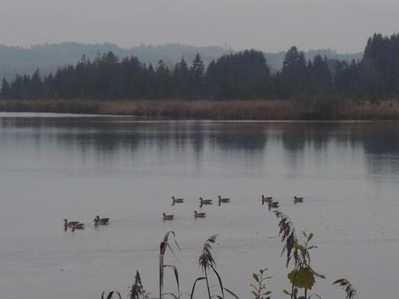 MaisingerSee20181104.JPG